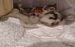 Domestic Shorthair cats for sale: Grey part tabby girl - Image 1