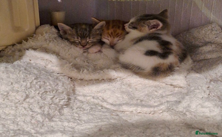 Domestic Shorthair cats - Advert 1