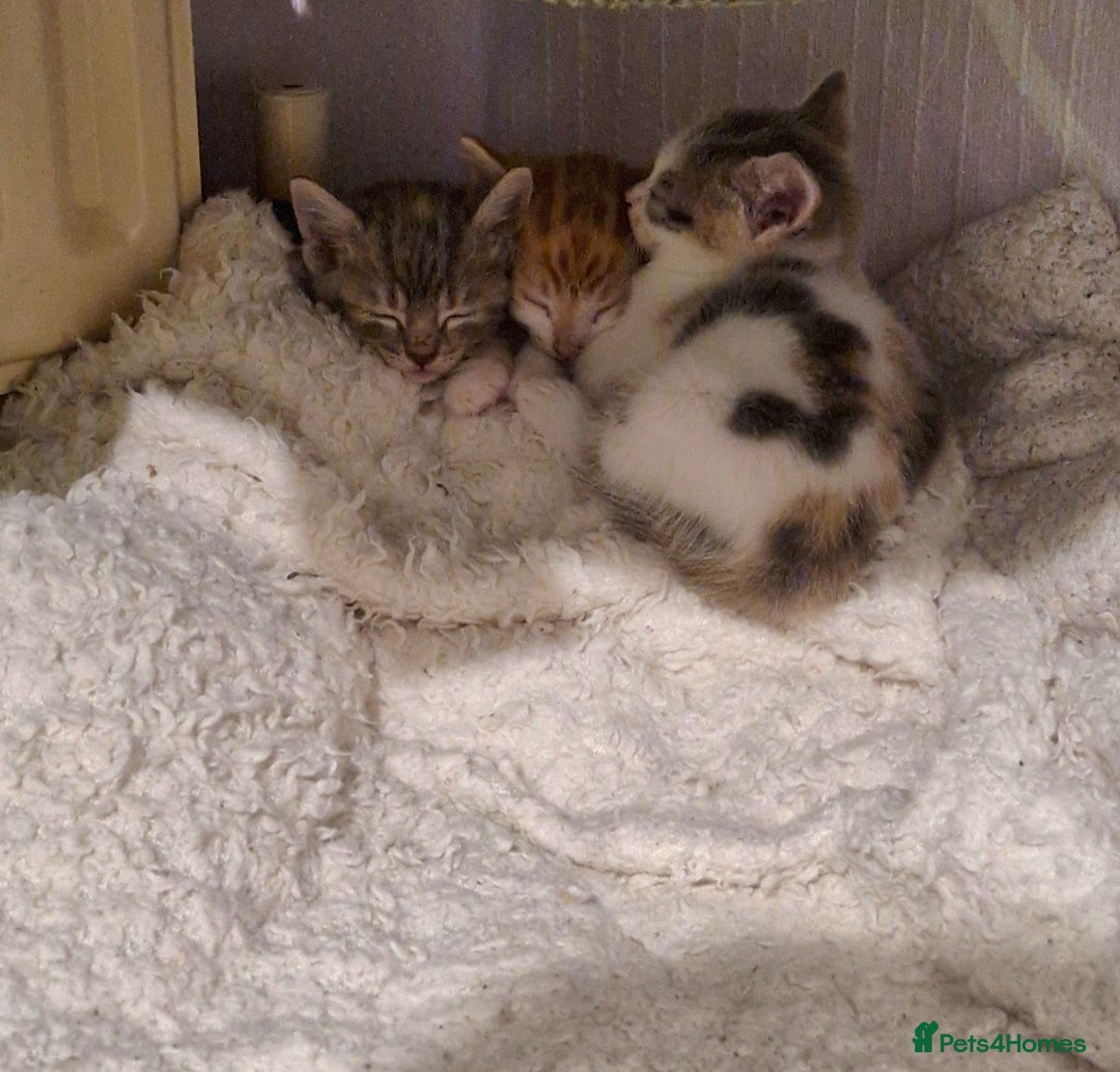 Domestic Shorthair cats for sale: Grey part tabby girl - Image 1
