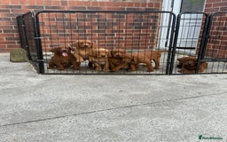 Labrador Retriever dogs for sale: Fox Red /  Mahogany Labradors  - Image 5
