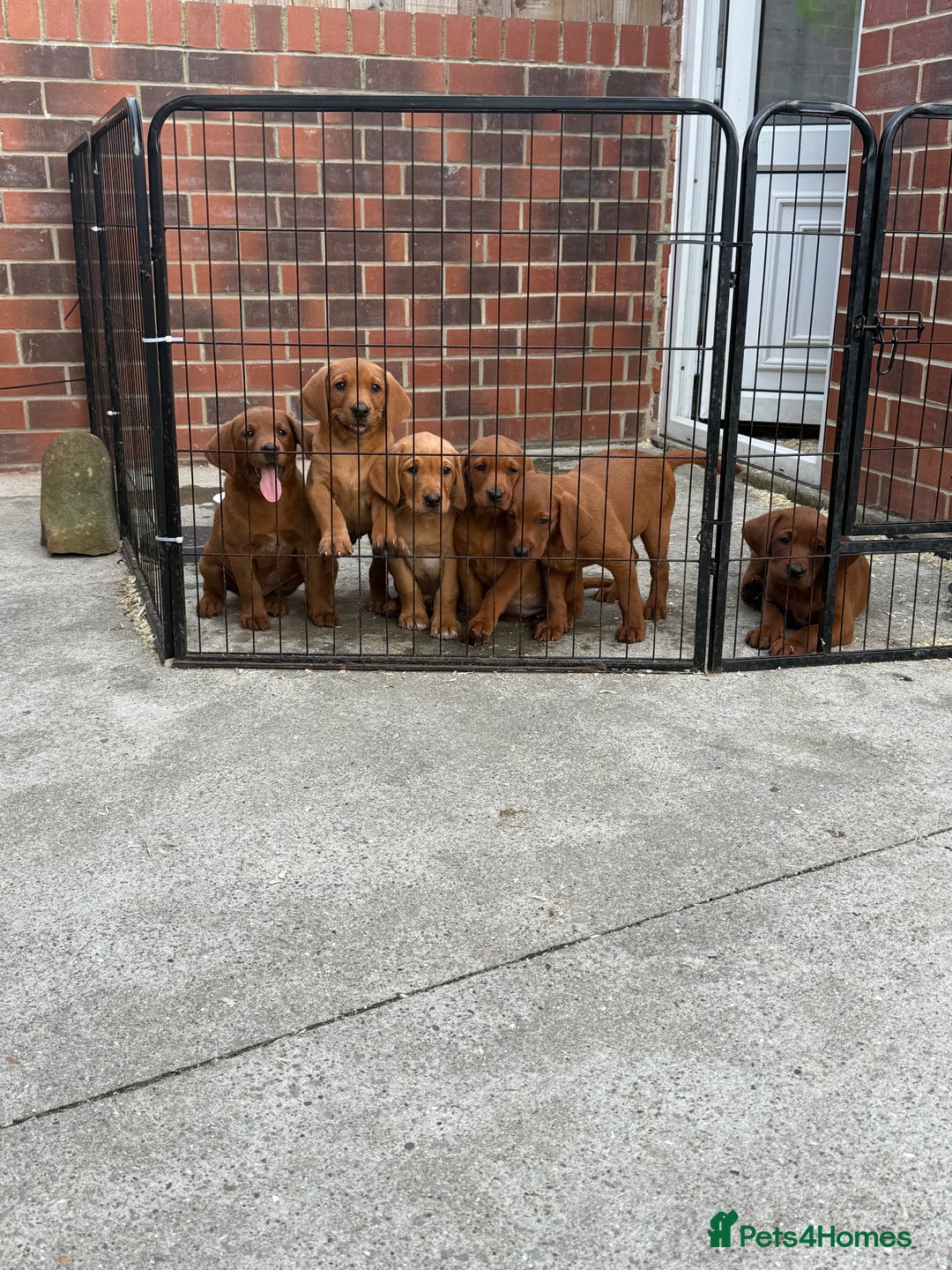 Labrador Retriever dogs for sale: Fox Red /  Mahogany Labradors  - Image 5