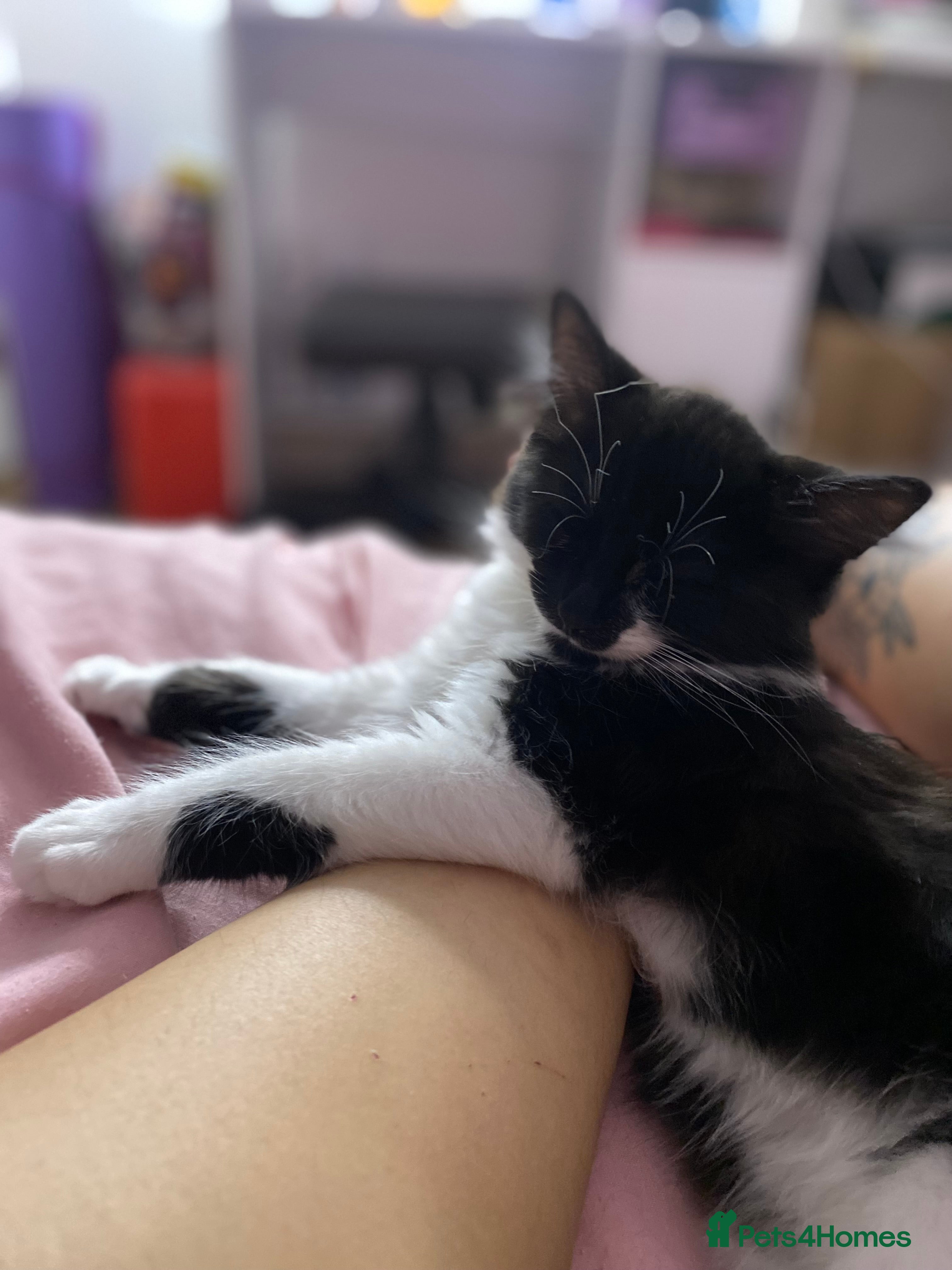 Mixed Breed cats for sale: Tuxedo kittens looking for their forever homes  - Advert 18
