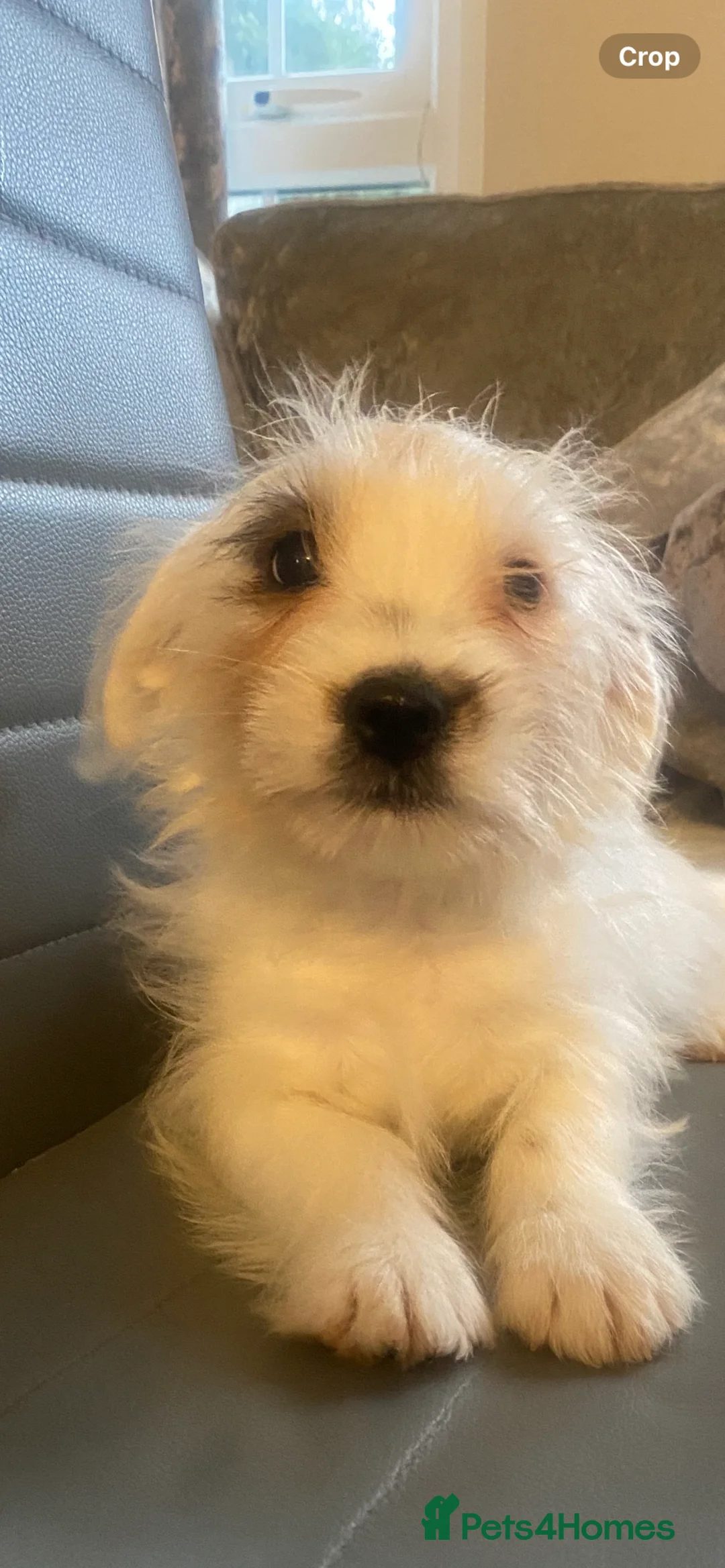 Jack Russell dogs for sale: Jack Russell x parson terrier - Advert 2