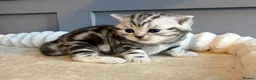 British Shorthair cats for sale: Beautiful bsh kittens  - Advert 32