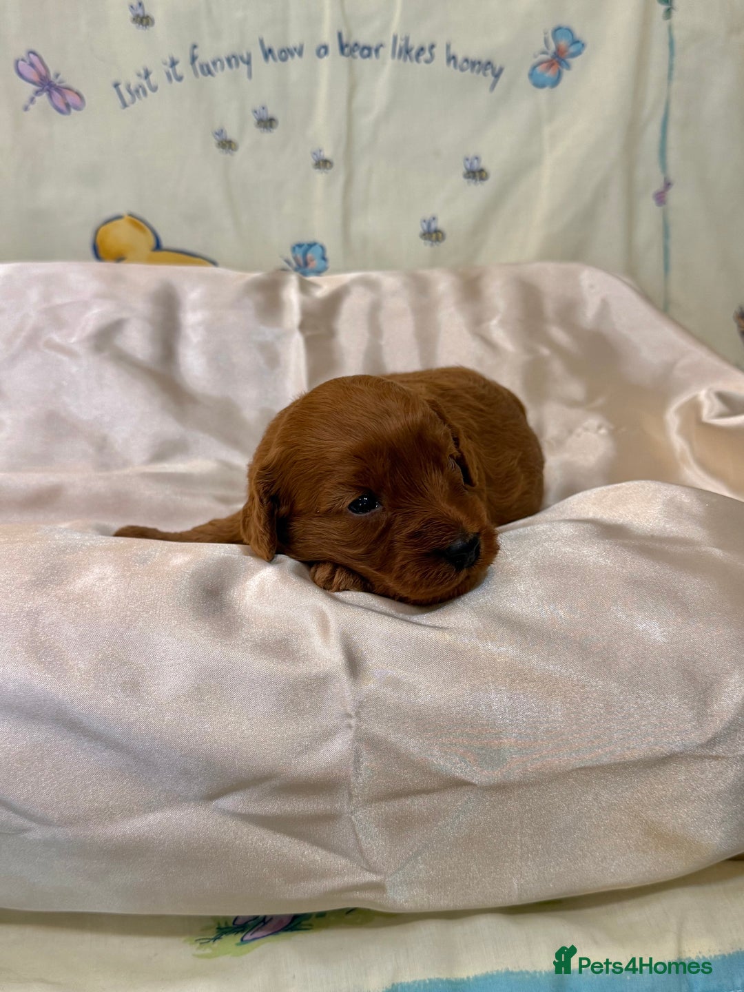 Cavapoo dogs for sale: 6 Cute Cavapoo puppies 6 - ready for homes in feb  - Advert 26