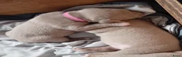 American Bully dogs for sale: American pocket bully pups - Advert 8