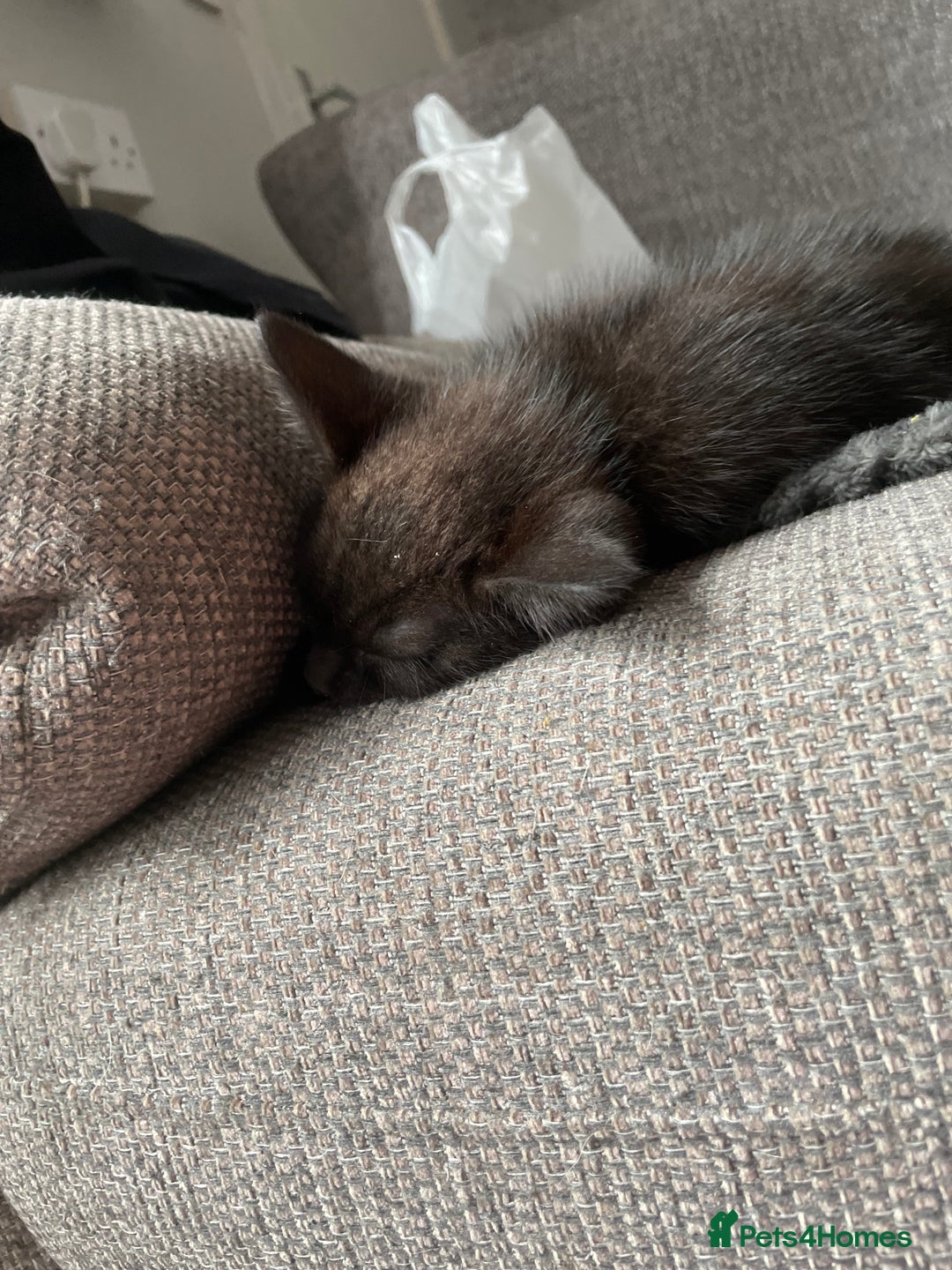 Mixed Breed cats for sale: Two beautiful mixed breed kittens  - Image 3