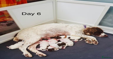 English Springer Spaniel dogs - Advert 7