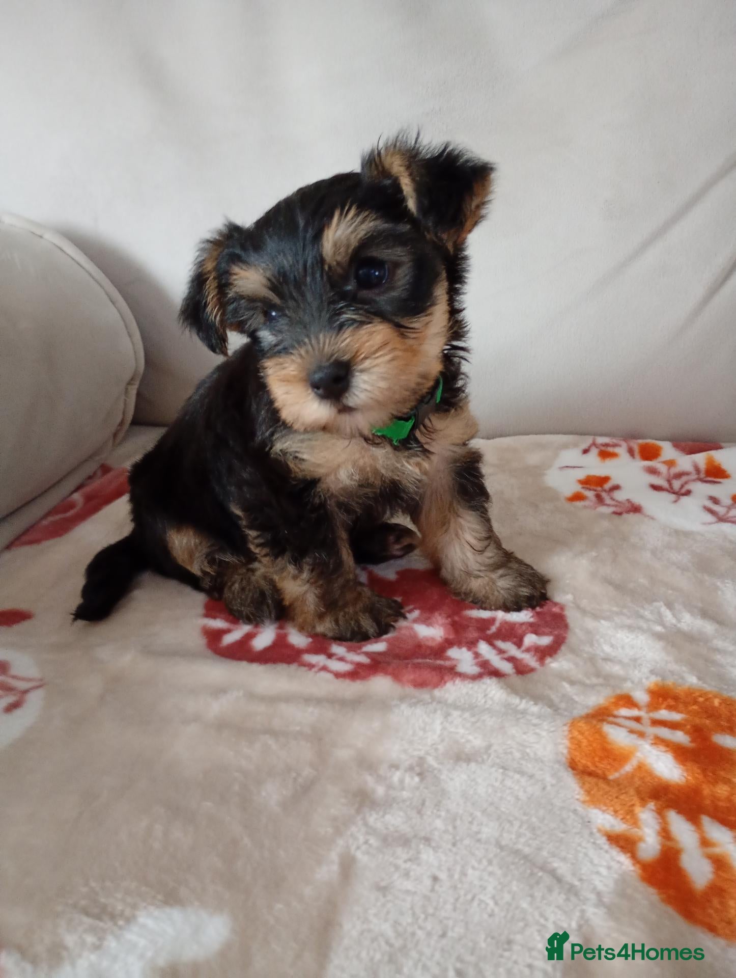 Yorkshire Terrier dogs 😍 Yorkshire terrier puppies 😍 - Advert 13