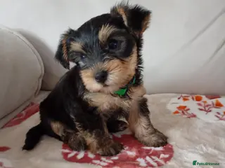 Yorkshire Terrier dogs 😍 Yorkshire terrier puppies 😍 - Advert 13