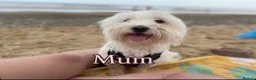 Coton De Tulear dogs for sale: Coton de Tulear puppy in Leeds - Advert 2