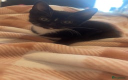 Domestic Shorthair cats for sale: One beautiful fluffy black and white female kitten - Image 2