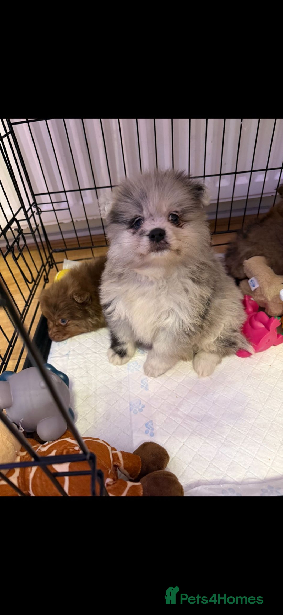 Pomeranian dogs for sale: Pom Puppies - Advert 18