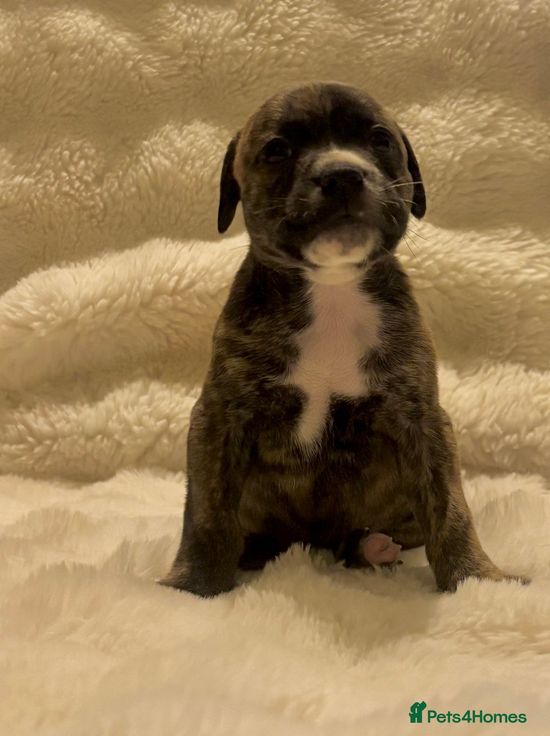 Mixed Breed dogs for sale: Staffy cross Cane corso  - Image 4