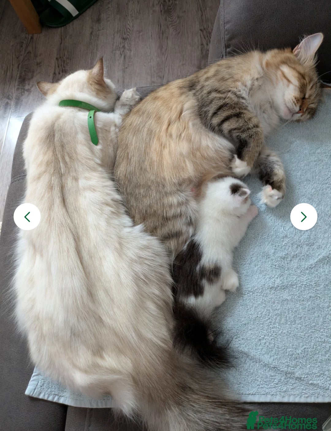 Siberian cats for sale: Siberian kitty looking for loving new home - Image 4