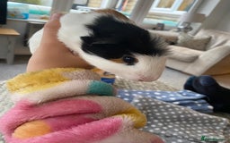Guinea Pig rodents for sale: Friendly female Piggy - Image 3