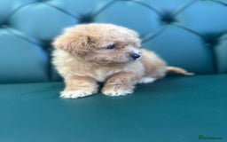 Maltipoo dogs for sale: 5⭐️ Licensed breeder. Tiny maltipoo puppies - Image 4
