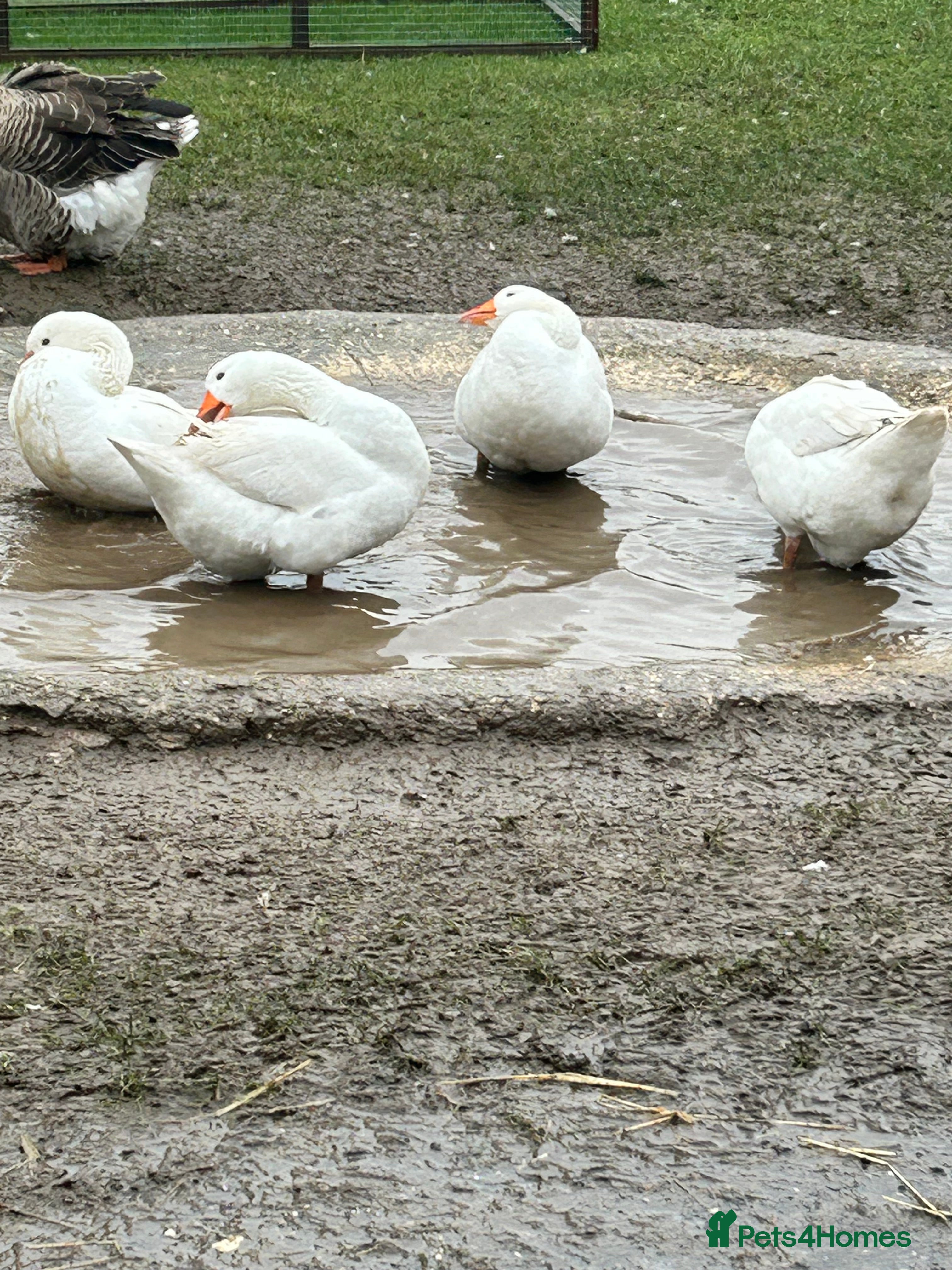 Geese poultry Emden Geese, 3 Geese, 1 Gander - Advert 1