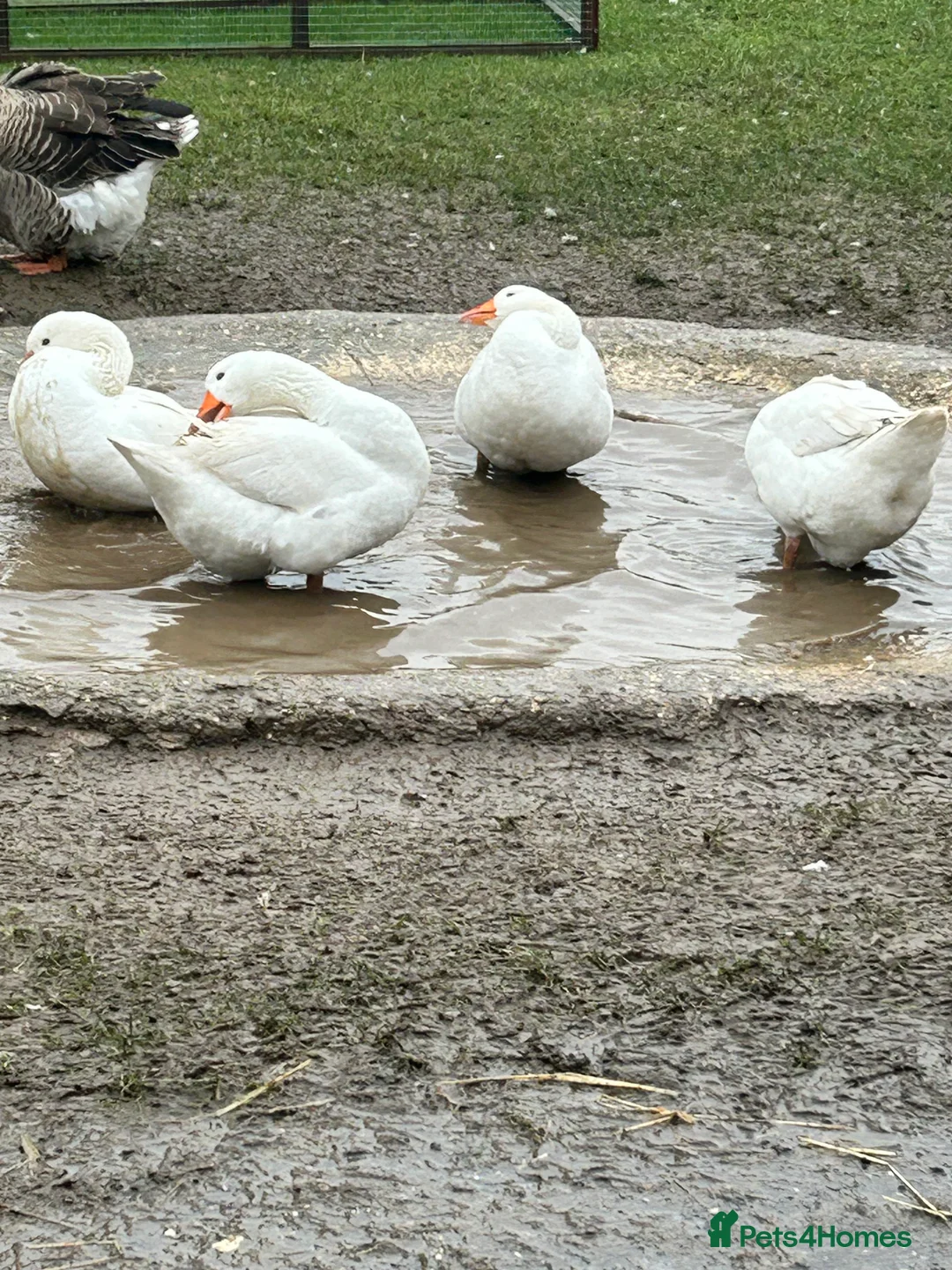 Geese poultry for sale: Emden Geese, 3 Geese, 1 Gander - Advert 1