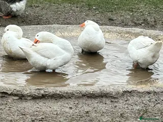 Geese poultry Emden Geese, 3 Geese, 1 Gander - Advert 1