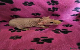 Guinea Pig rodents for sale: Skinnys Werewolfs & Lakelands Available Ready Now - Image 7
