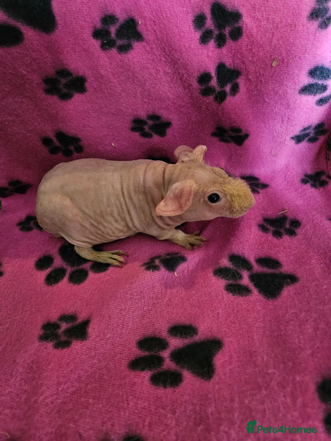 Guinea Pig rodents for sale: Skinnys Werewolfs & Lakelands Available Ready Now - Advert 5