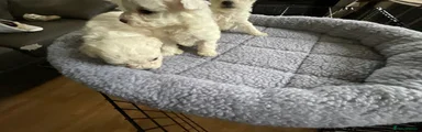 Bichon Frise Puppy 5