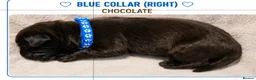 Mixed Breed dogs for sale: Gorgeous Staffador Puppies for Sale  - Advert 10