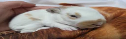 Continental Giant rabbits for sale: Beautiful giant rabbits  - Advert 17