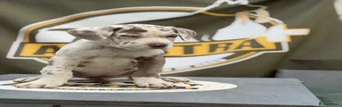 White merle