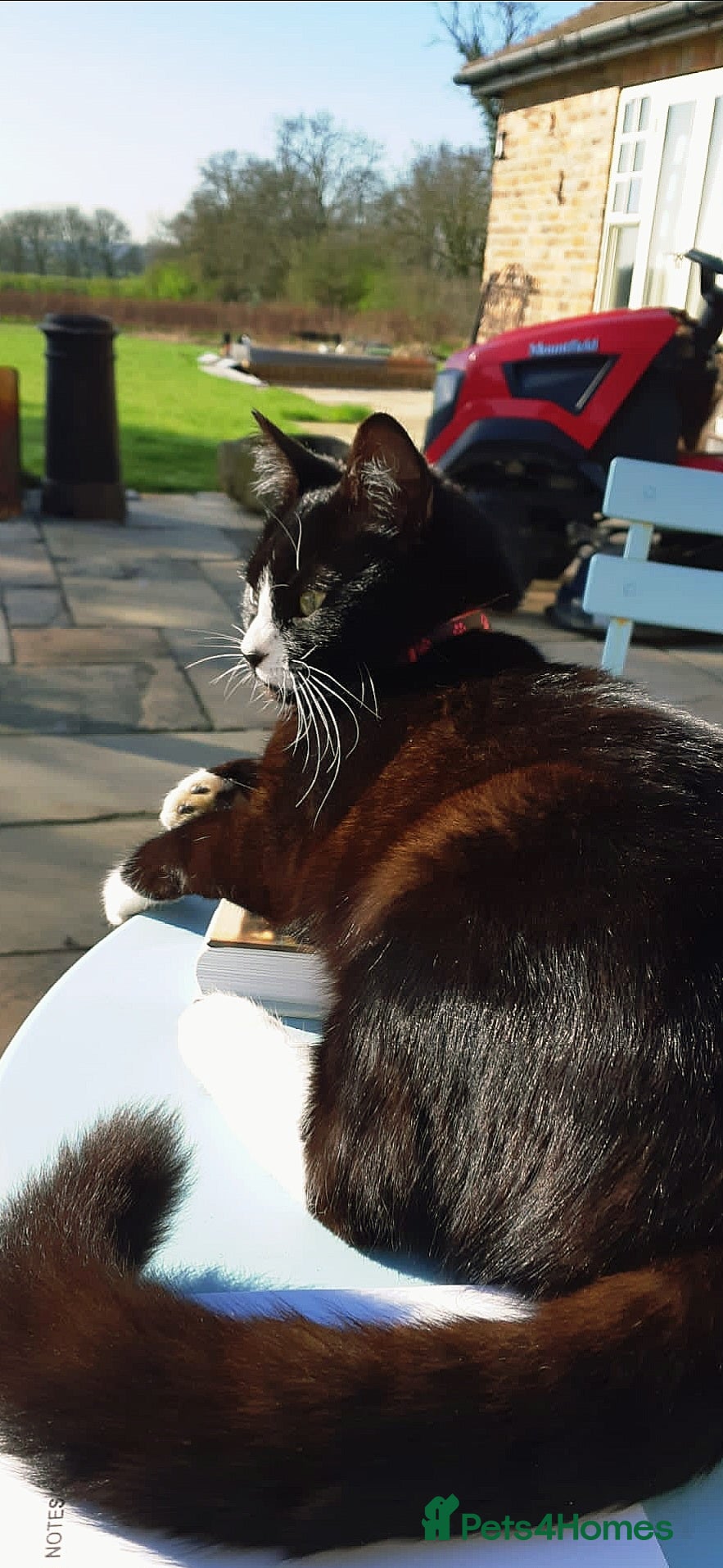Mixed Breed cats Lovely 4Yr-Old Tuxedo Cat – Neutered & Microchip'd - Advert 5