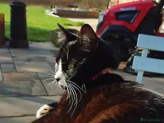 Mixed Breed cats Lovely 4Yr-Old Tuxedo Cat – Neutered & Microchip'd - Advert 1