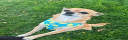 Chihuahua dogs for sale: Chocolate, Blue and Sable Small Chihuahua puppies  - Advert 14