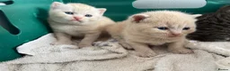 British Shorthair cats for sale: British shorthair kittens for sale  in West Bromwich - Advert 14