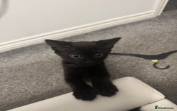 British Longhair cats for sale: Beautiful 10 Week Old Kitten - Image 1