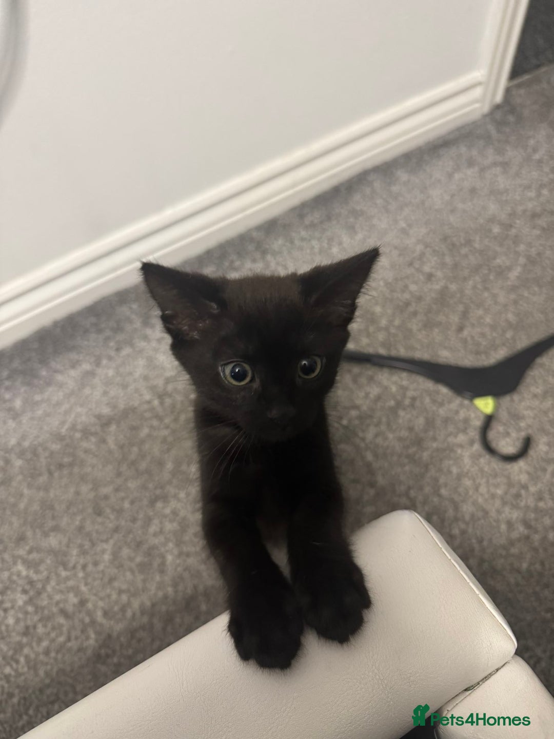 British Longhair cats for sale: Beautiful 10 Week Old Kitten - Image 1