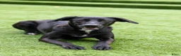 Mixed Breed dogs for adoption: Lovely Lilly - Advert 10