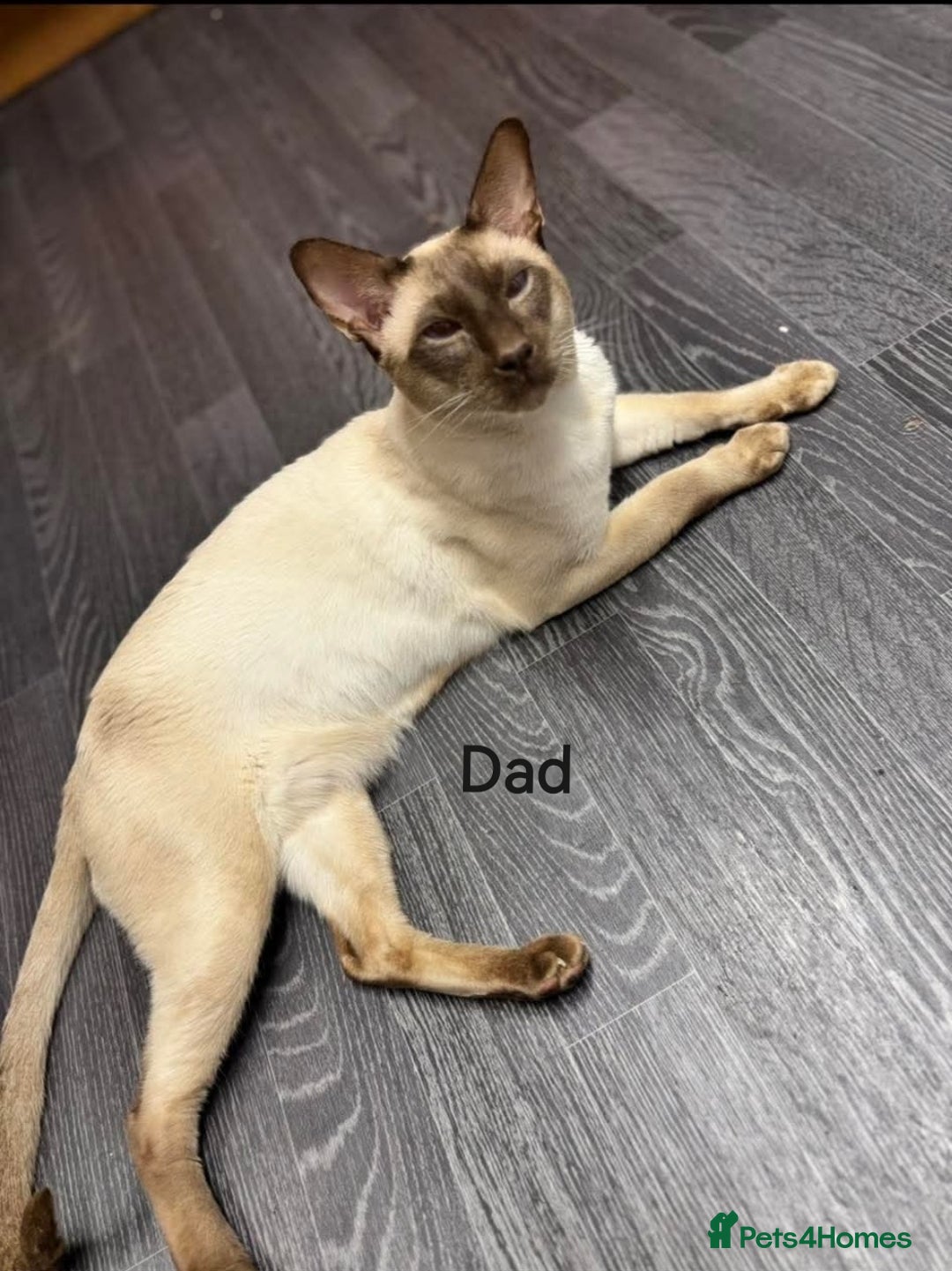 Mixed Breed cats for sale: Siamese Bengal mix kittens  - Advert 3