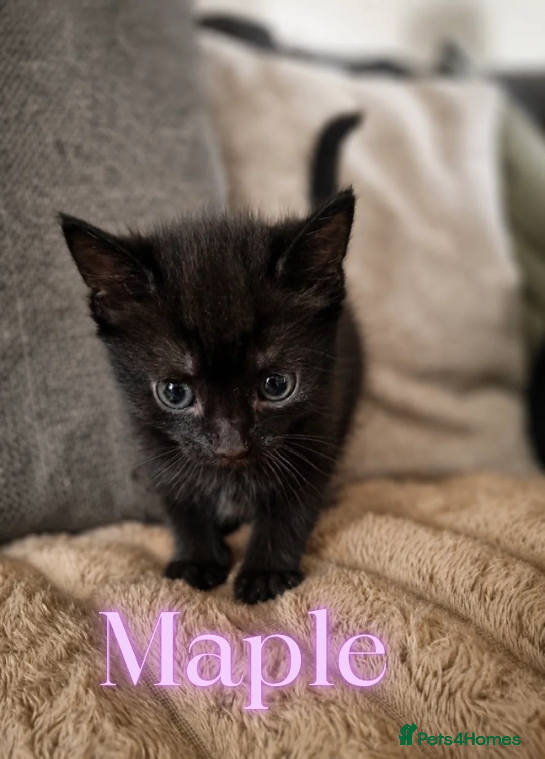 Mixed Breed cats for sale: Kittens looking for their forever homes  - Advert 2