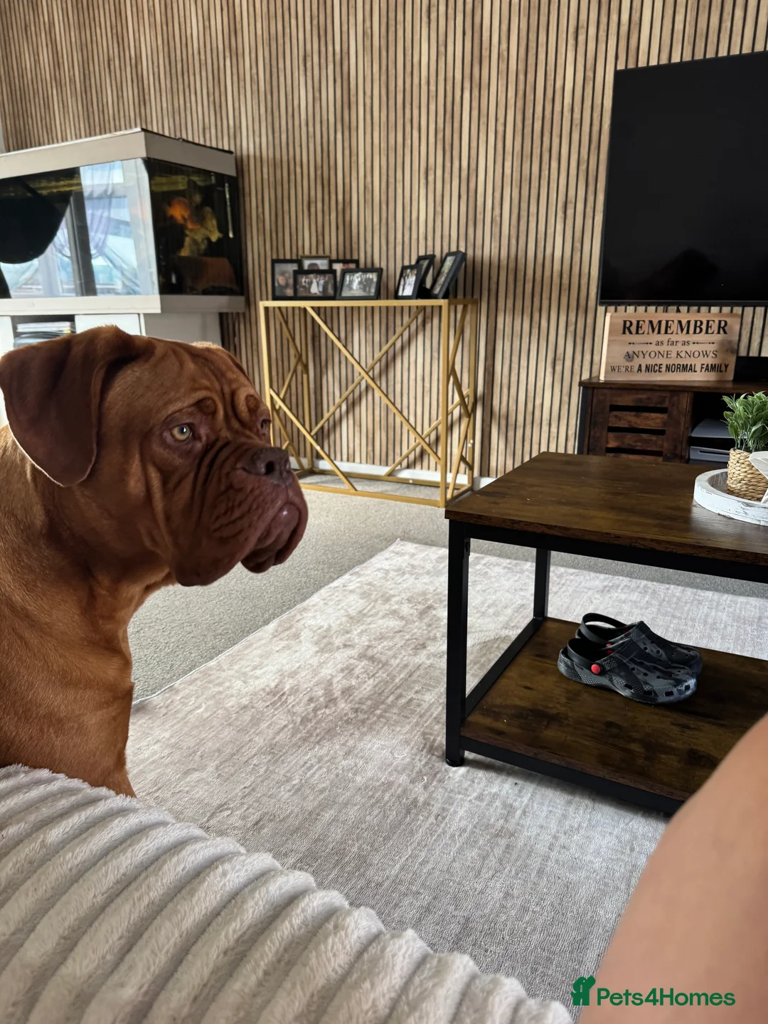 Dogue De Bordeaux dogs for sale: MeMe  - Advert 4