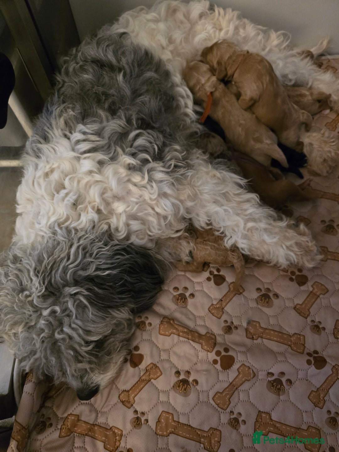 Cavapoo dogs for sale: Cavapoo F1B pups licensed Breeder/health tested  - Image 24
