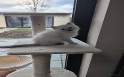 Ragdoll cats for sale: Ragdolls Kitten looking for sweet home - Advert 10