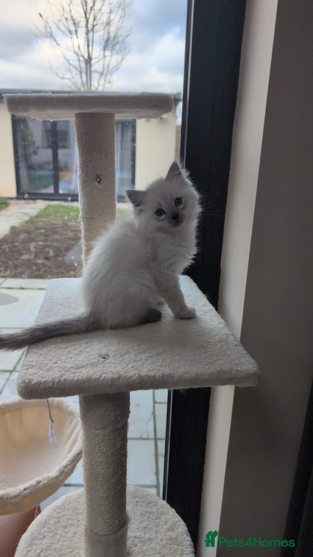Ragdoll cats for sale: Ragdolls Kitten looking for sweet home - Advert 10
