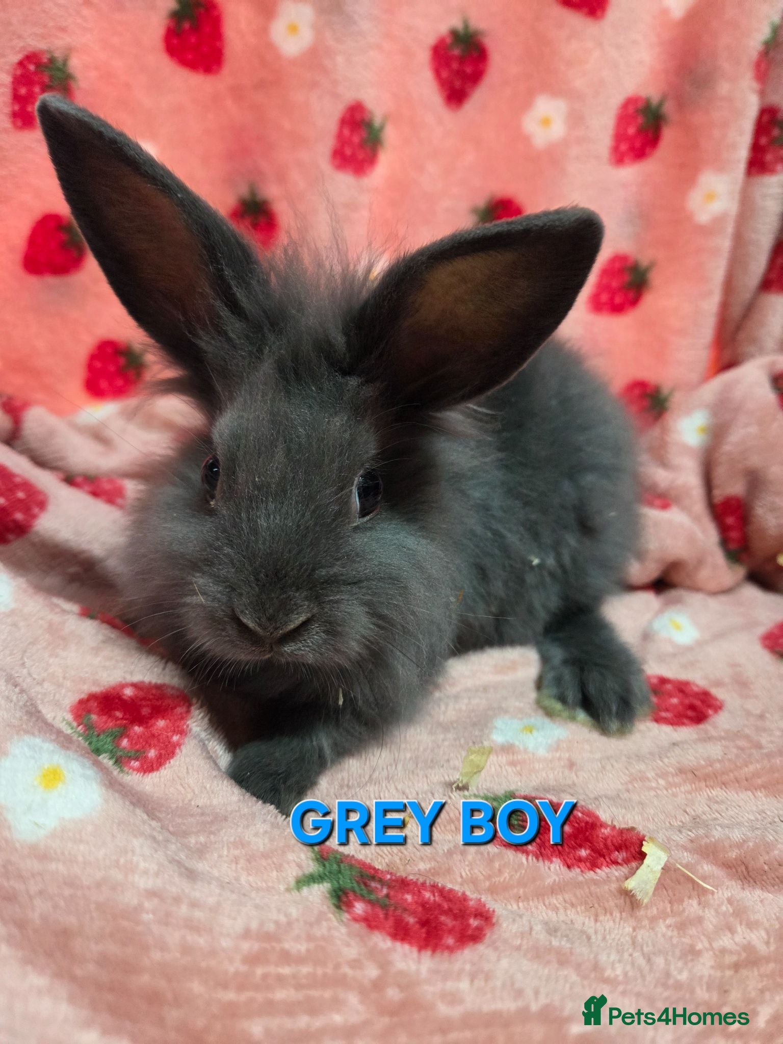 Lionhead rabbits ☆9 week old Very Tame lion heads bunnies  - Advert 1