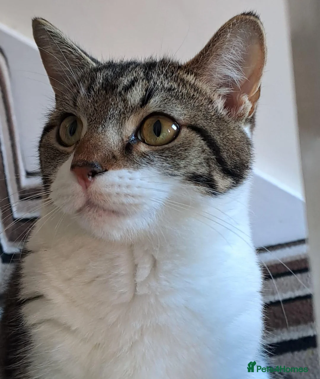 Mixed Breed cats for sale: Much loved cat Lola in Tewkesbury - Advert 4