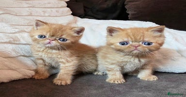 Exotic cats - Advert 4