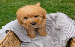 Labradoodle dogs for sale: READY NOW-HEALTH TESTED F1B Miniature Labradoodle - Image 3