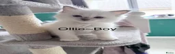 Ragdoll cats for sale: Ragdoll kittens rare lilac point mitted - Advert 10