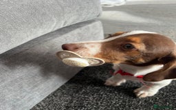 Mixed Breed dogs for sale: Gorgeous little boy dachshund cross jackrussell - Image 6