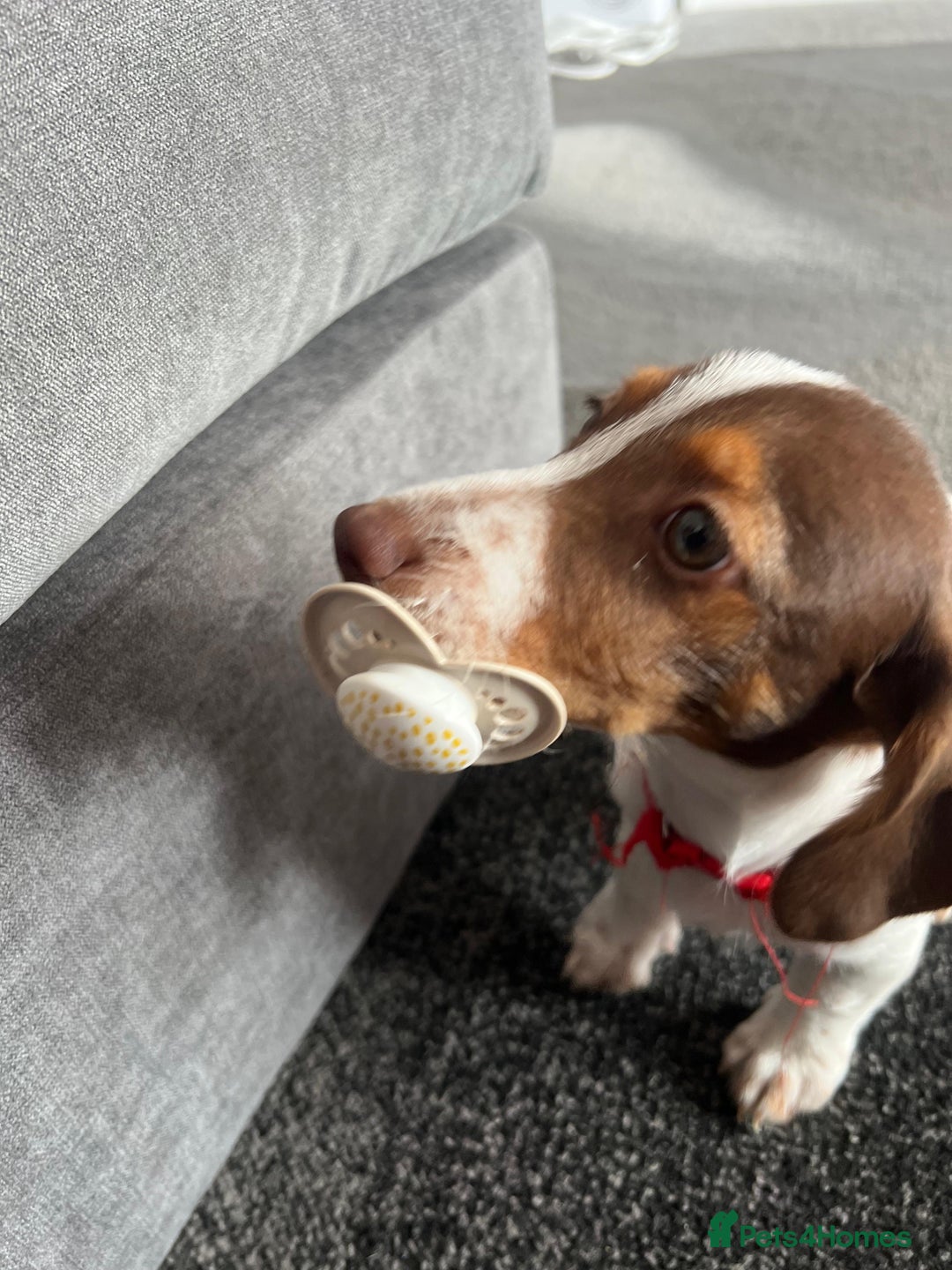Mixed Breed dogs for sale: Gorgeous little boy dachshund cross jackrussell - Image 6
